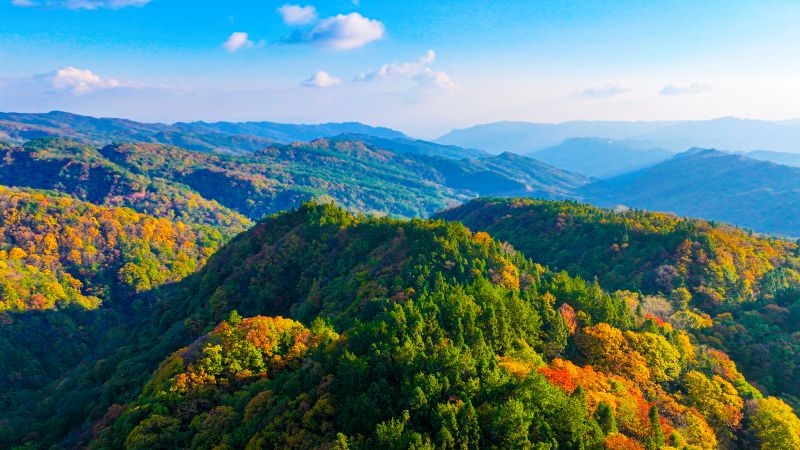 彩林像一副五彩斑斕的畫卷。宣漢縣委宣傳部供圖