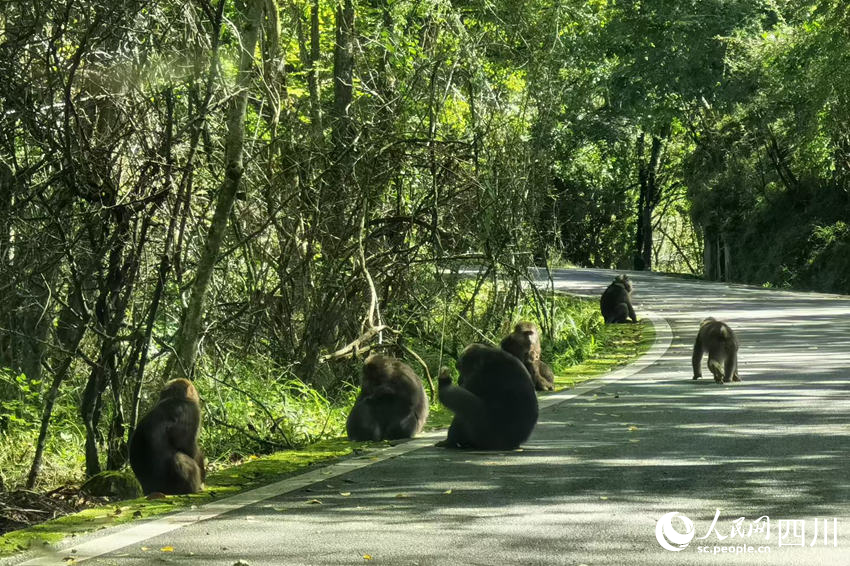在唐家河，天气适宜的时候游客可以在路上偶遇野生猴群。丁杨摄