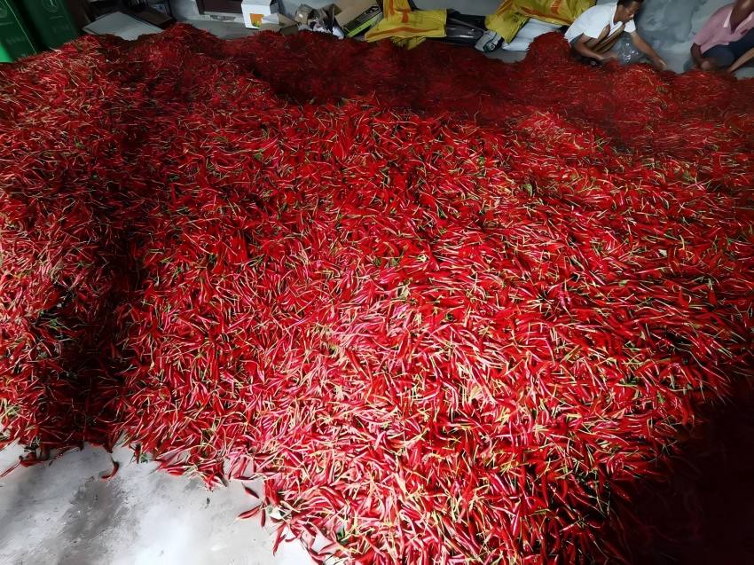 雷波村收獲的辣椒。安岳縣煙草專賣局供圖