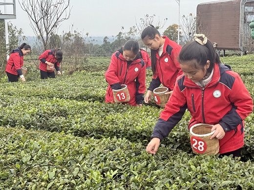 采茶。荣县融媒供图