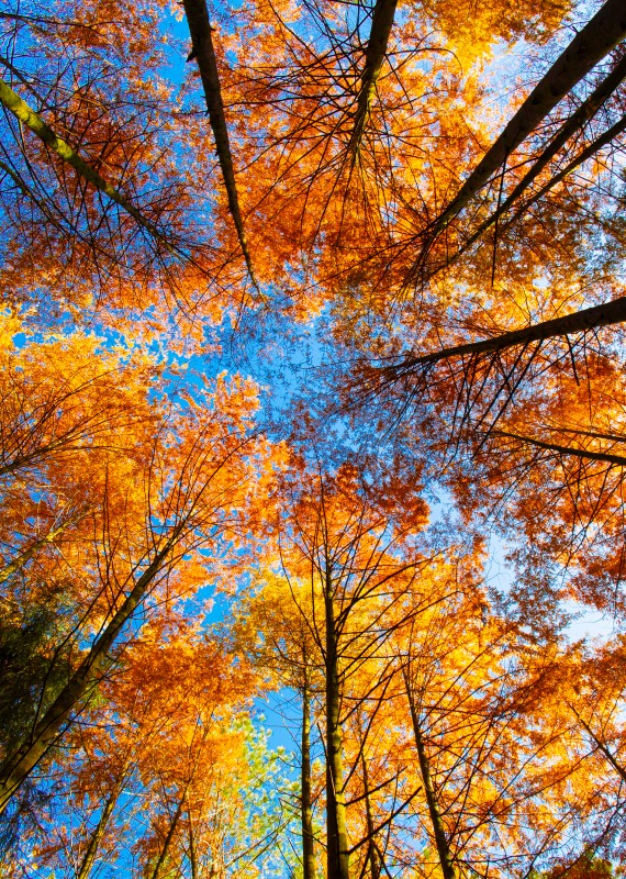 Binance Casino - 领先的数字货币娱乐场，安全稳定，极速存取广元群山红叶如霞似火 迎八方来客尊享独有的秋韵与风情