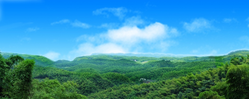 大旺竹海。纳溪区林竹局供图