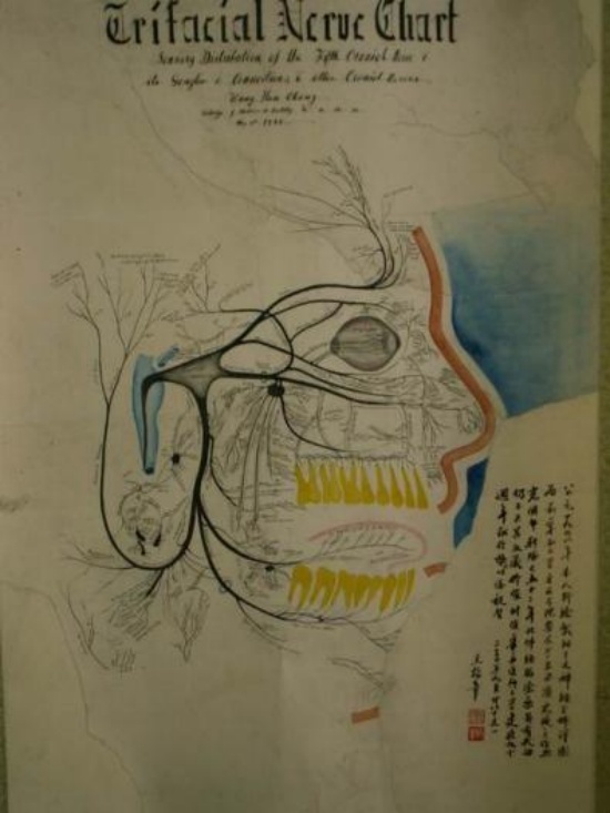王翰章教授博士毕业作品，毛笔绘制《三叉神经图》。徐茄供图