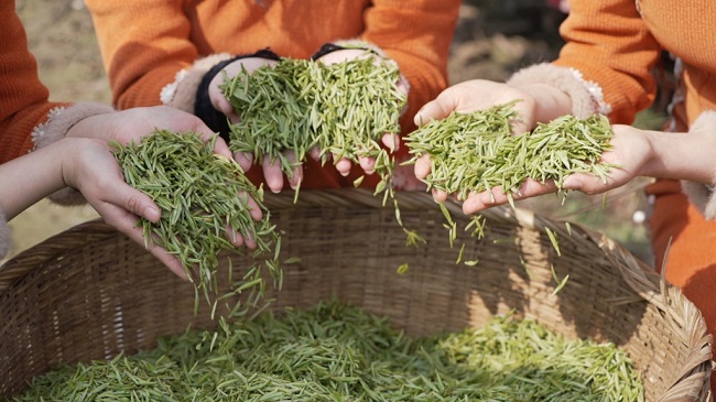 茶叶。徐振宇供图