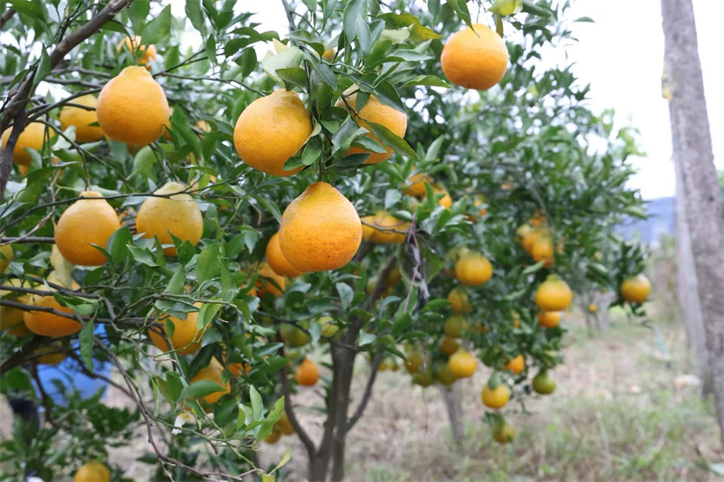 成熟的柑橘。廣元市融媒體中心供圖