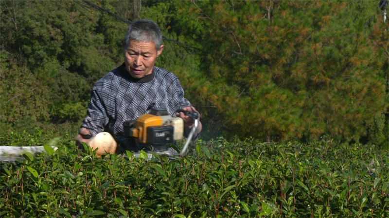 茶農在茶園進行管護。旺蒼縣融媒體中心供圖
