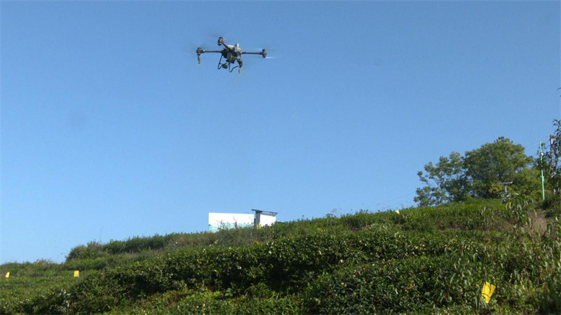 無人機管護茶園。旺蒼縣融媒體中心供圖