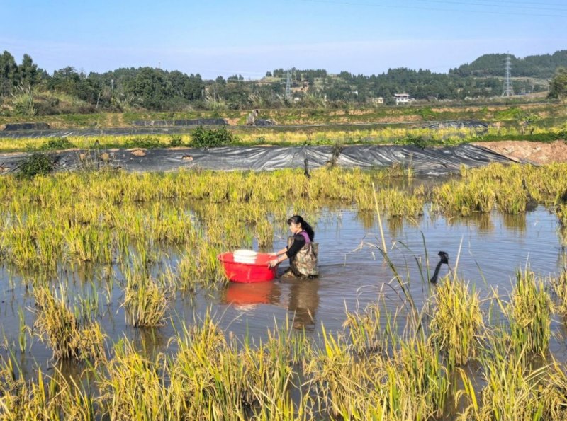 稻虾田。雁江区委宣传部供图