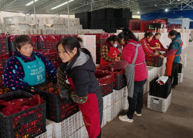 工人包裝柑橘。雁江融媒體中心供圖