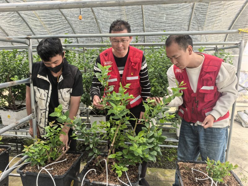 四川金融監管局派駐德格縣下八塢村駐村工作隊管護藍莓。四川金融監管局供圖