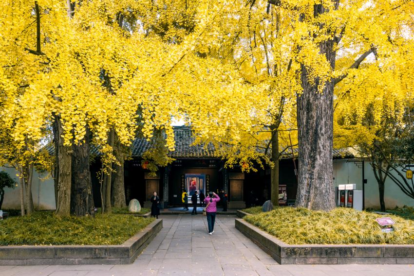 三蘇祠內兩株樹齡超600年的“兄弟銀杏”褪去綠裝、盡披金裳。侯建明攝