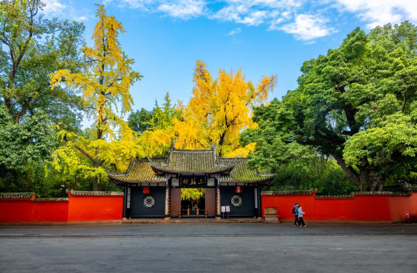 三蘇祠內兩株樹齡超600年的“兄弟銀杏”褪去綠裝、盡披金裳。侯建明攝