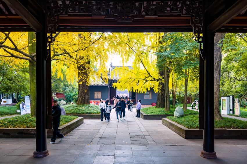 游客在三蘇祠內觀賞“兄弟銀杏”。侯建明攝