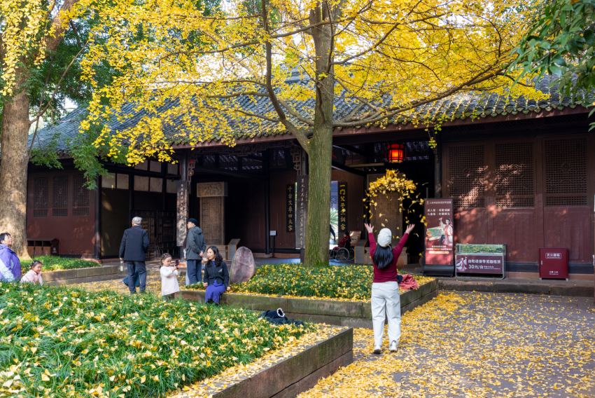 游客在三蘇祠內觀賞“兄弟銀杏”。侯建明攝