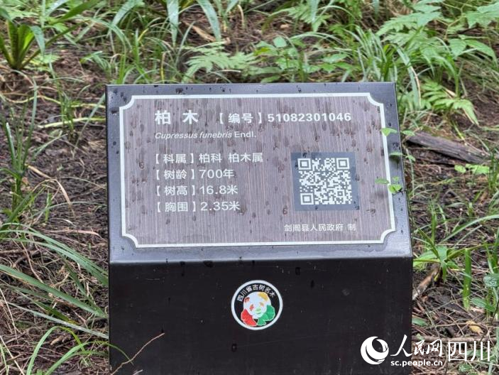 古柏树的“身份证”。实习生张悦摄