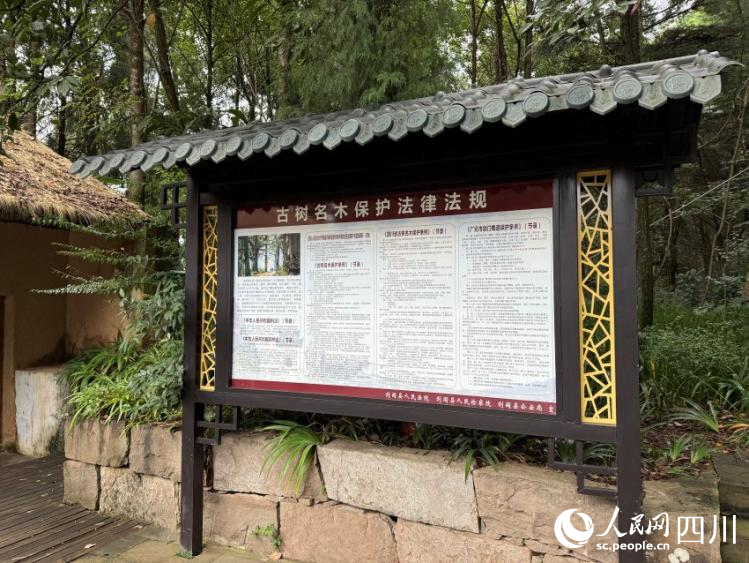翠云廊景区内的名木保护法规宣传牌。实习生张悦摄