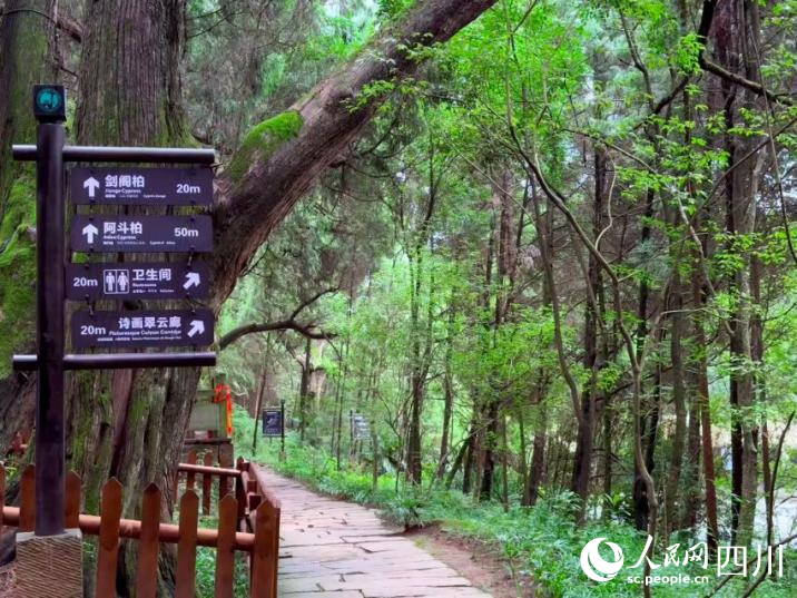 古柏树群。实习生张悦摄