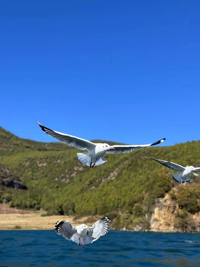 泸沽湖美景。凉山州委宣传部供图