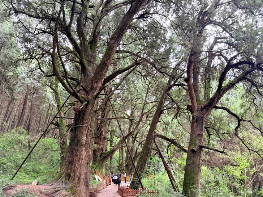 翠云廊景区。实习生张悦摄