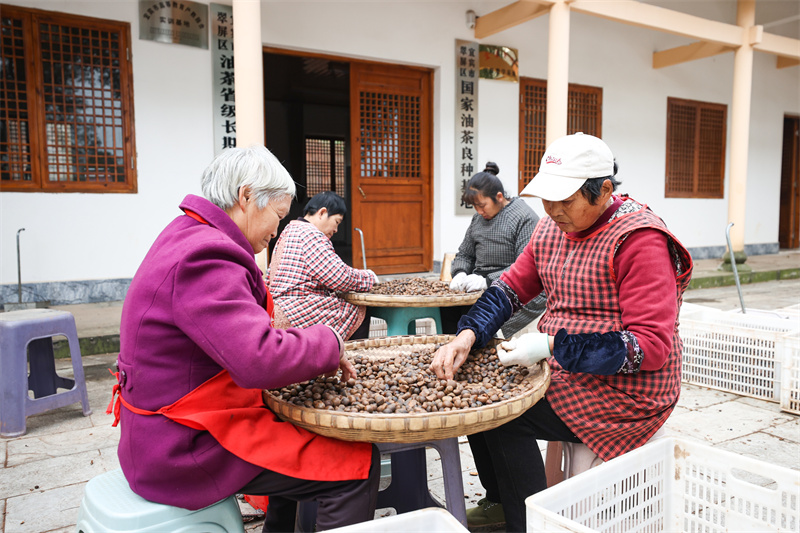 村民正在挑选油茶果。翠屏区融媒体中心供图