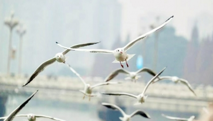 雅安青衣江邊 紅嘴鷗歸來