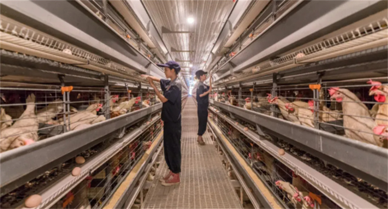 规范化养殖场。夹江县融媒体中心供图