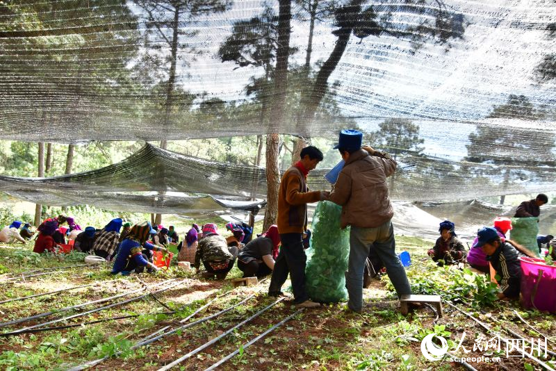 村民们正在收割中草药。人民网记者 朱虹摄.jpg