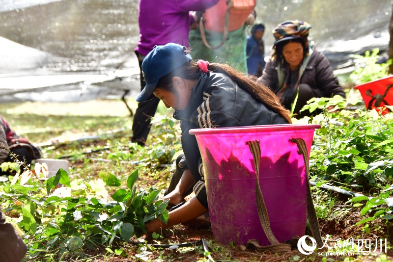 孙子莫日正在收割中草药。人民网记者 朱虹摄