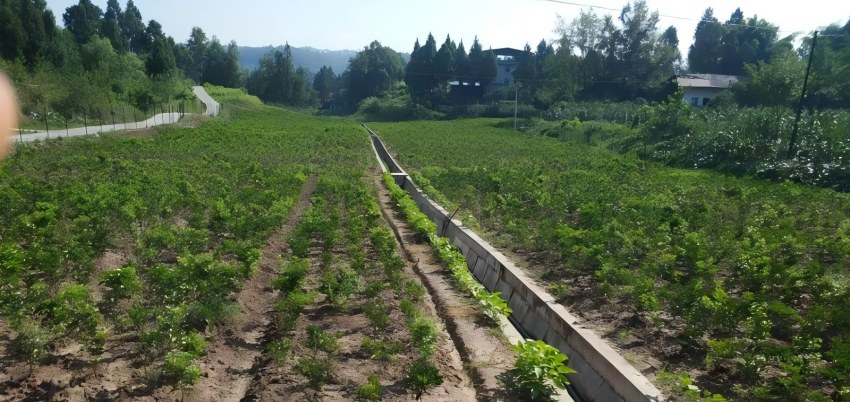 枳壳种植基地。巴中秦岭药业供图