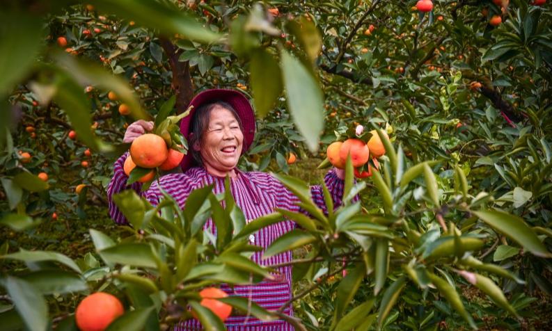 资阳市雁江区丰裕镇大佛村,橘农们高兴地收获着自己辛勤栽培的橘子。