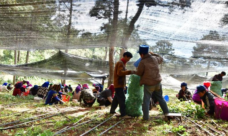 凉山州普格县村民们正在收割中草药。