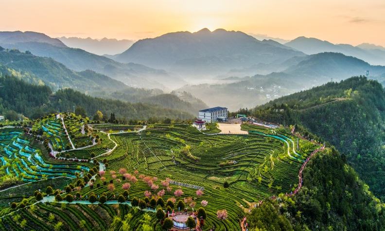 达州万源市固军镇三清庙村茶园。