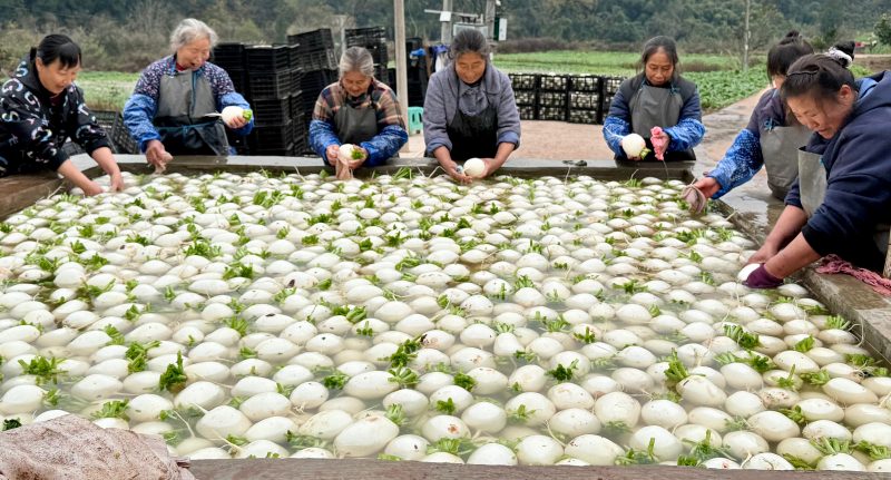 村民们正在清洗萝卜。乐至县委宣传部供图