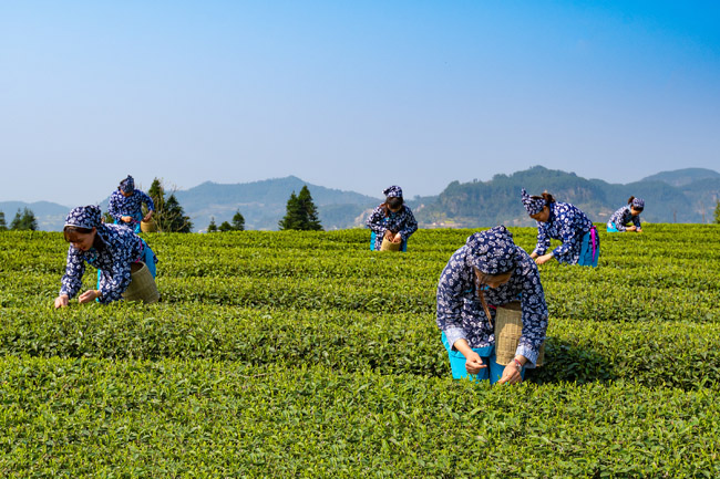 茶叶采摘。荣县融媒体中心供图