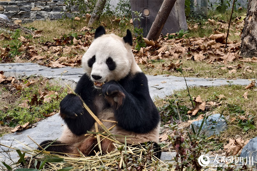 绵阳中华大熊猫苑里的大熊猫。人民网 赵祖乐摄