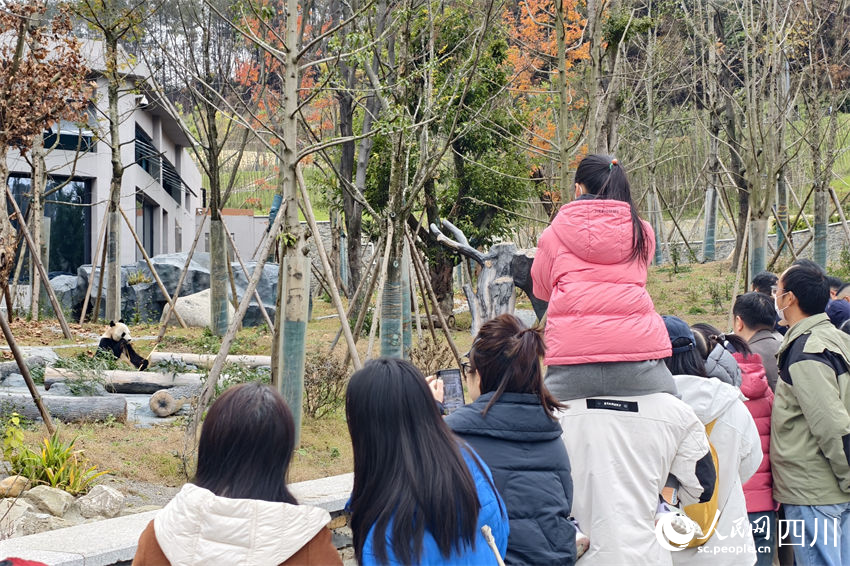 綿陽中華大熊貓苑迎來首批體驗官。人民網 趙祖樂攝