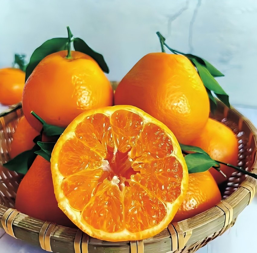 “蒲江耙耙柑”是四川水果的一张亮丽名片。蒲江县农业农村局供图