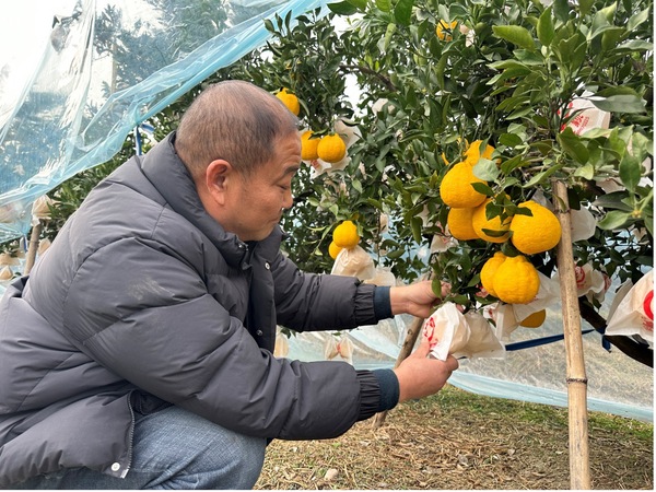 柠檬不知火种植基地现场。袁宇君摄