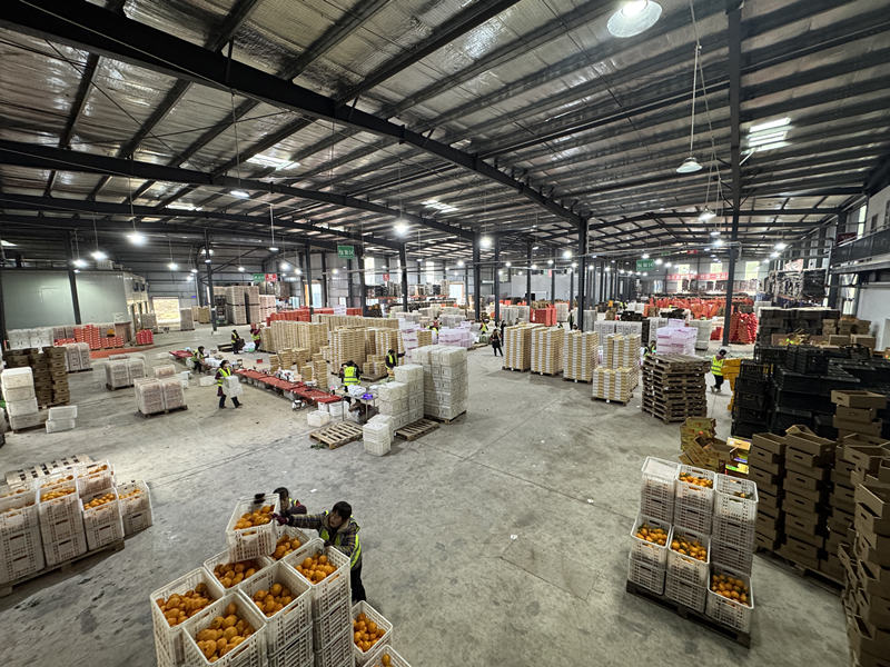 工人们正进行分级、套袋、装箱。简阳融媒体中心供图