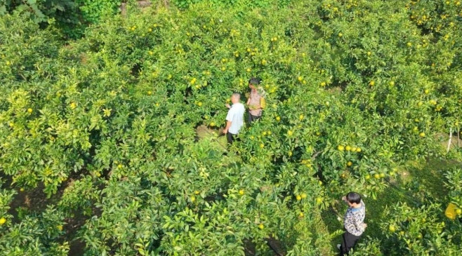 雁江蜜柑。雁江融媒体中心供图