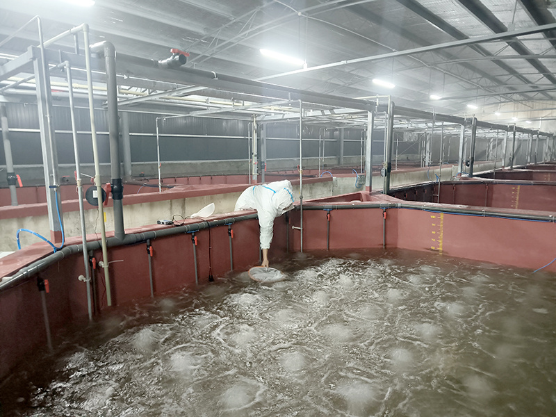 投放南美白对虾虾苗。绵竹市融媒体中心供图