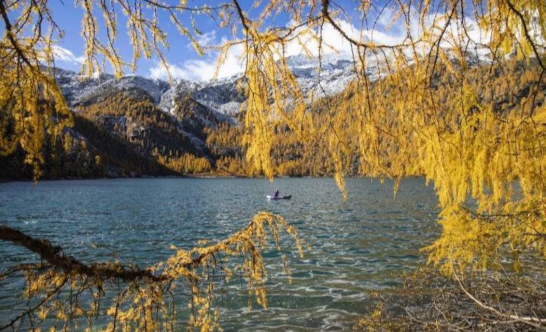 高原秋色引客来 “旅游饭”香飘四方澄澈如镜的甲玉拉措倒映着金黄的落叶杉林，远处雪山皑皑，美丽的高原秘境画卷吸引着八方游客。