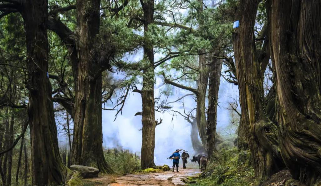 “廣元好味、廣元好居、廣元好客、廣元好禮” 吸引更多國際賽事選擇廣元