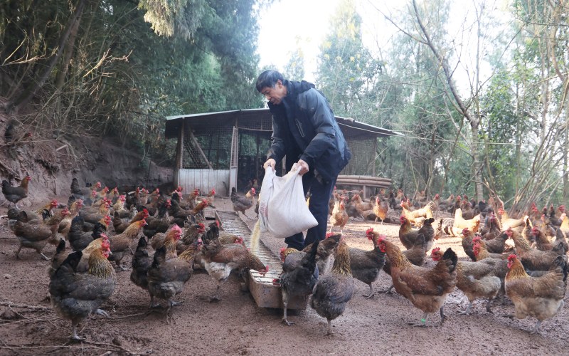 田根柱正弯腰给鸡群喂食。姚阳摄