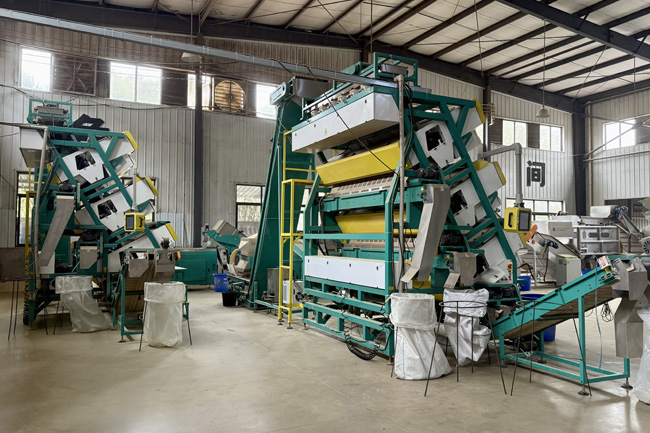 茶叶红外色选机。张倩供图