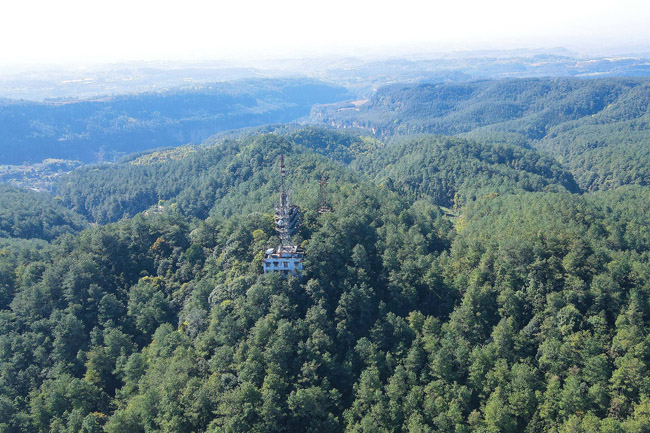 荣县高石梯林区。章涵供图