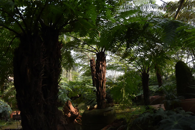 “活化石”桫椤。章涵供图