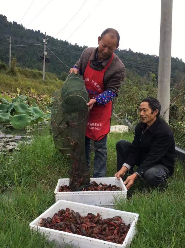 村民正常从网中取小龙虾。旺苍县融媒体中心供图