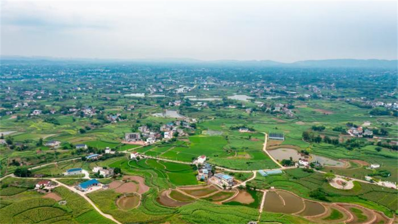 富顺县水稻高粱现代农业园区。农行四川省分行供图