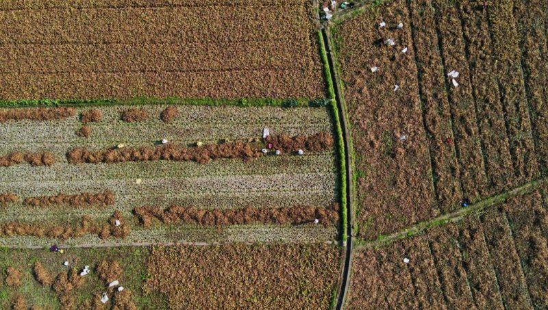 泽泻喜获丰收。彭山区委宣传部供图